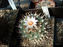 Turbinicarpus polaskii_1